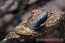 Blaukehl-Agame, Trapelus Savignii