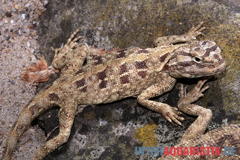 Blaukehl-Agame, Trapelus Savignii – Bild 2