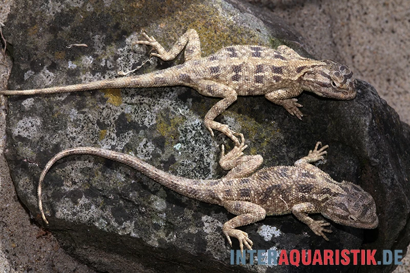 Blaukehl-Agame, Trapelus Savignii – Bild 3