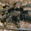Blaustrahlige Riesenvogelspinne, Pamphobeteus Nigricolor