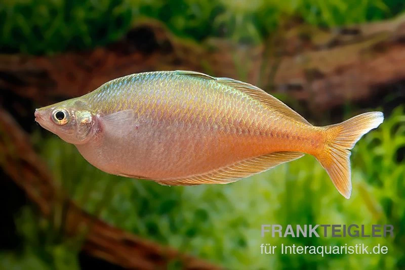 Blehers-Regenbogenfisch, Chilatherina Bleheri, 5 Tiere – Bild 2