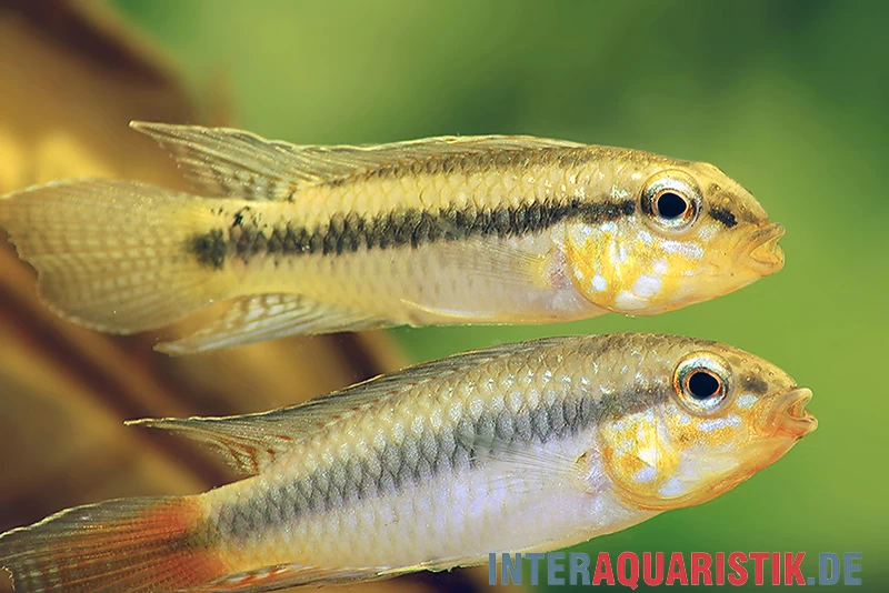 Blutkehl-Apistogramma, Apistogramma Uaupesi, Paarweise – Bild 2