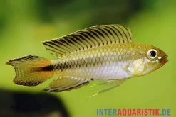 Blutkehl-Apistogramma, Apistogramma Uaupesi, Paarweise