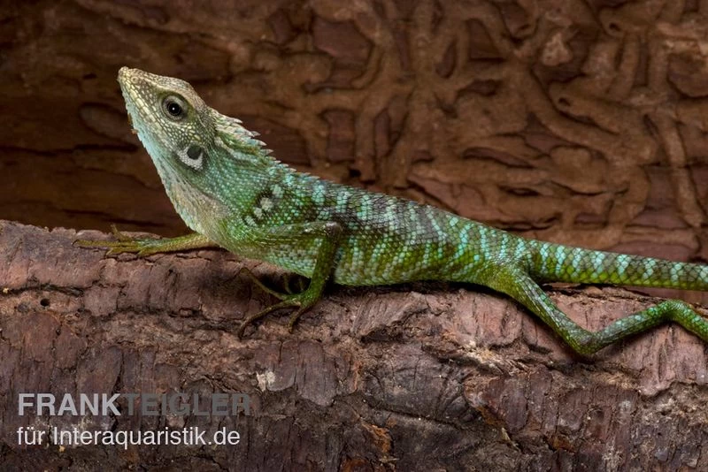 Borneo-Langschwanzagame, Bronchocela Jubata – Bild 2