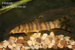 Kaiser Prachtschmerle, Botia Udomritthiruji