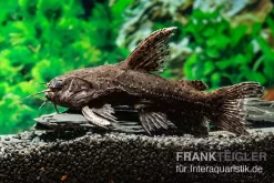 Brauner Jaguarwels, Liosomadoras Morrowi