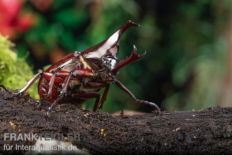 Brauner Nashornkäfer, Xylotrupes Gideon – Bild 2