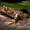 Brauner Rennfrosch, Kassina Fusca