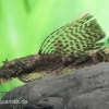 Brauner Schleier-Antennenwels, Ancistrus Sp.