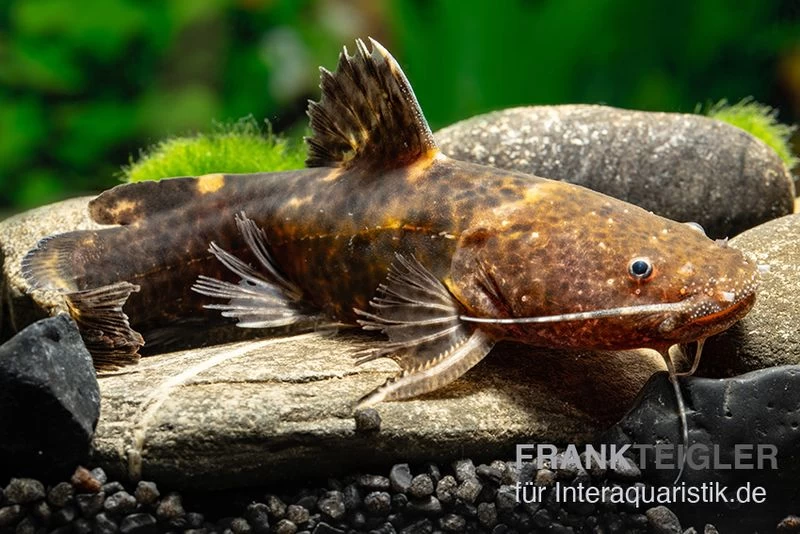 Breitmaul-Hummelwels "Peru", Batrochoglanis Raninus "Peru" – Bild 2