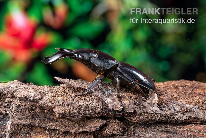 Bucephalus-Hirschkäfer, Dorcus Bucephalus – Bild 5