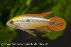 Buntschwanz-Zwergbuntbarsch, Apistogramma Agassizii Doppelrot, Paarweise