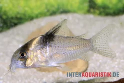 Burgessi-Panzerwels, Corydoras Cf. Burgessi CW 98