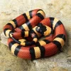 Campbell Dreiecksnatter "Apricot", Lampropeltis Tringulum Campbelli
