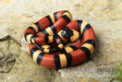 Campbell Dreiecksnatter "Apricot", Lampropeltis Tringulum Campbelli
