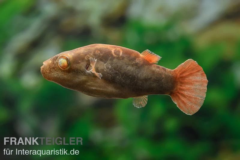 Kammkugelfisch, Carinotetraodon Irrubesco (Rotschwanzkugelfisch) – Bild 4
