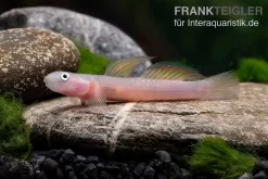 Cebu-Grundel, Sicyopus Cebuensis, 1 Paar