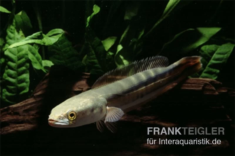 Goldlinienschlangenkopffisch, Channa Micropeltes – Bild 3