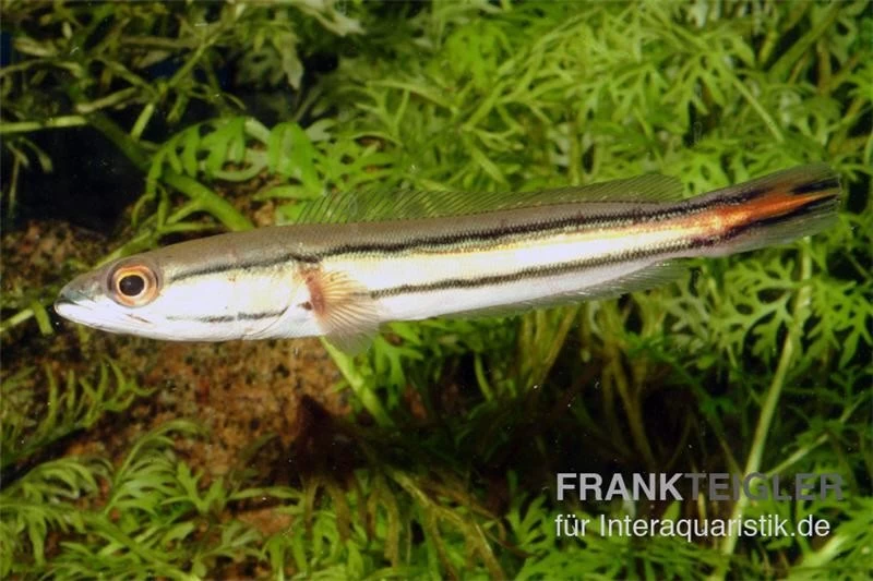 Goldlinienschlangenkopffisch, Channa Micropeltes – Bild 2