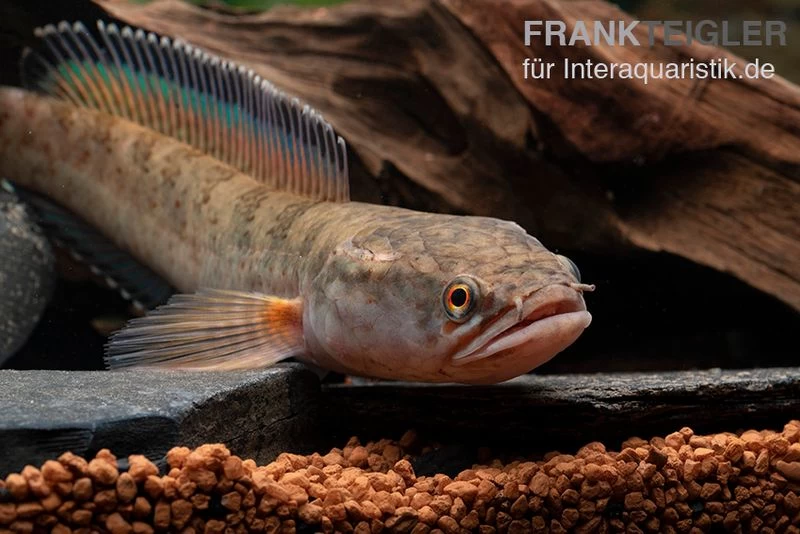 True Blue Schlangenkopf, Channa Sp. „True Blue Snakehead“ – Bild 3