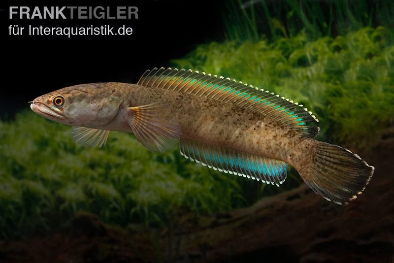 True Blue Schlangenkopf, Channa Sp. „True Blue Snakehead“ – Bild 6