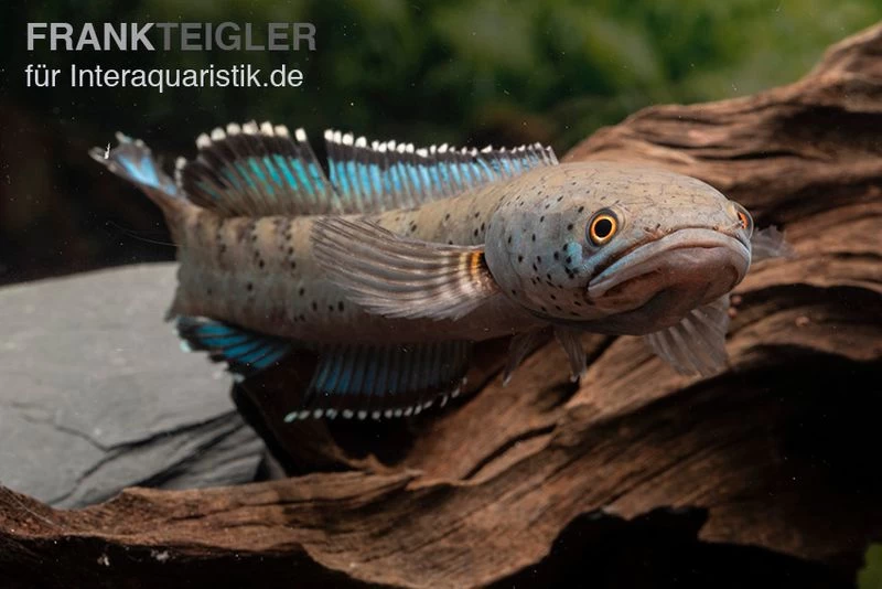True Blue Schlangenkopf, Channa Sp. „True Blue Snakehead“ – Bild 2