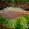 Blehers-Regenbogenfisch, Chilatherina Bleheri, 5 Tiere