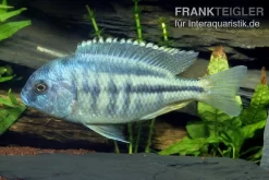 Schneckenfressender Buntbarsch, Chilotialapia Rhoadesii, DNZ