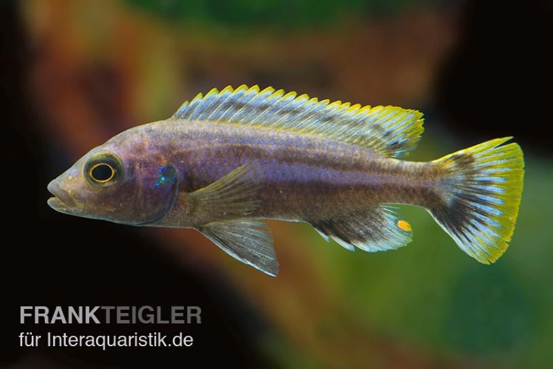 Chipoka Maulbrüter, Melanochromis Chipokae, DNZ – Bild 2
