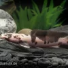 Froschwels Marmor, Clarias Batrachus