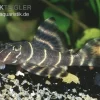 Clown-Pleco (L 104), Panaqolus Maccus (L 104)