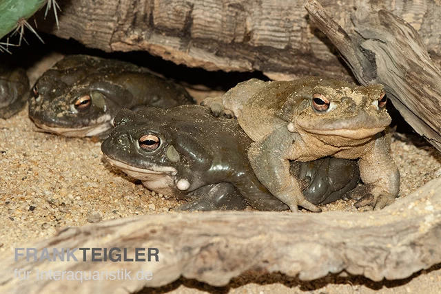 Coloradokröte, Bufo Alvarius – Bild 2