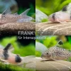 15x Panzerwels Im Mix, Corydoras Sp.