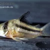 Axelrods Panzerwels, Corydoras Axelrodi