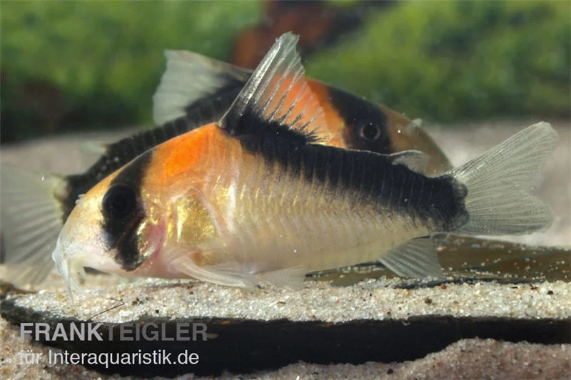 Kupferfleck-Panzerwels, Corydoras Duplicareus