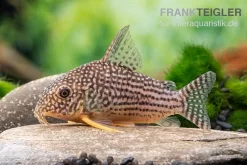Sterbas Panzerwels, Corydoras Sterbai