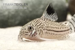 Dreibinden-Panzerwels, Corydoras Trilineatus