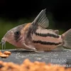 Corydoras Aff. Bifasciatus CW 127 "Super Parallelus"