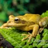 Costa Rica-Maskenlaubfrosch, Smilisca Phaeota