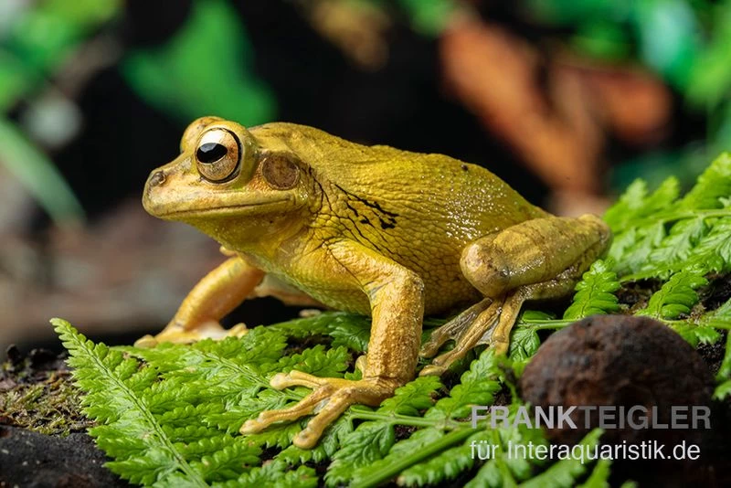 Costa Rica-Maskenlaubfrosch, Smilisca Phaeota – Bild 2