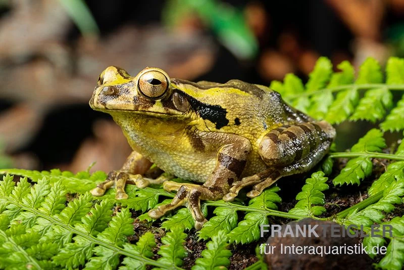 Costa Rica-Maskenlaubfrosch, Smilisca Phaeota – Bild 3