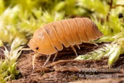 Mandarin-Assel, Cubaris Sp. “RubberduckyMandarin”