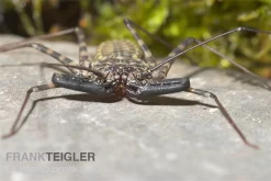 Geisselspinne, Damon Diadema