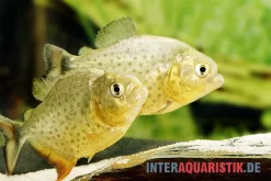 Diamant-Piranha, Pygocentrus Ternetzi
