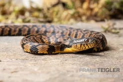 Diamant-Schwimmnatter, Nerodia Rhombifer