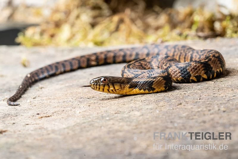 Diamant-Schwimmnatter, Nerodia Rhombifer – Bild 2