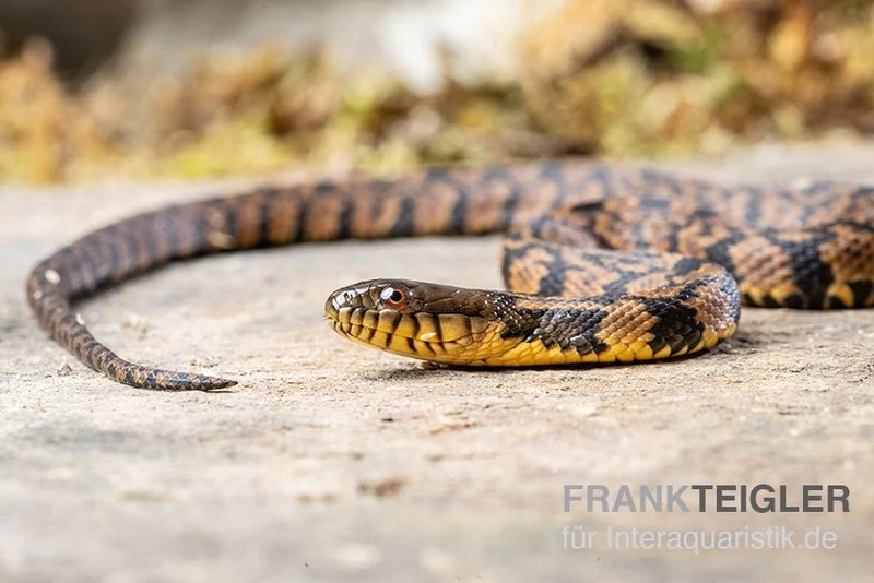 Diamant-Schwimmnatter, Nerodia Rhombifer – Bild 3