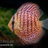 Diskusfisch ASIA-NZ, Symphysodon Discus Leopard