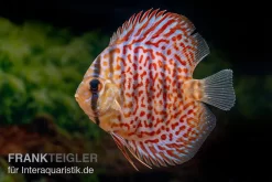 Diskusfisch ASIA-NZ, Symphysodon Discus Leopard