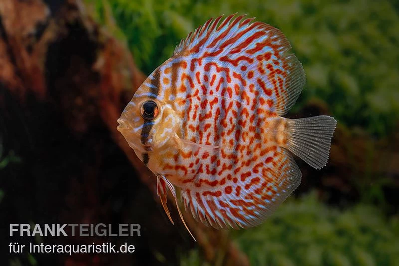 Diskusfisch ASIA-NZ, Symphysodon Discus Leopard – Bild 2